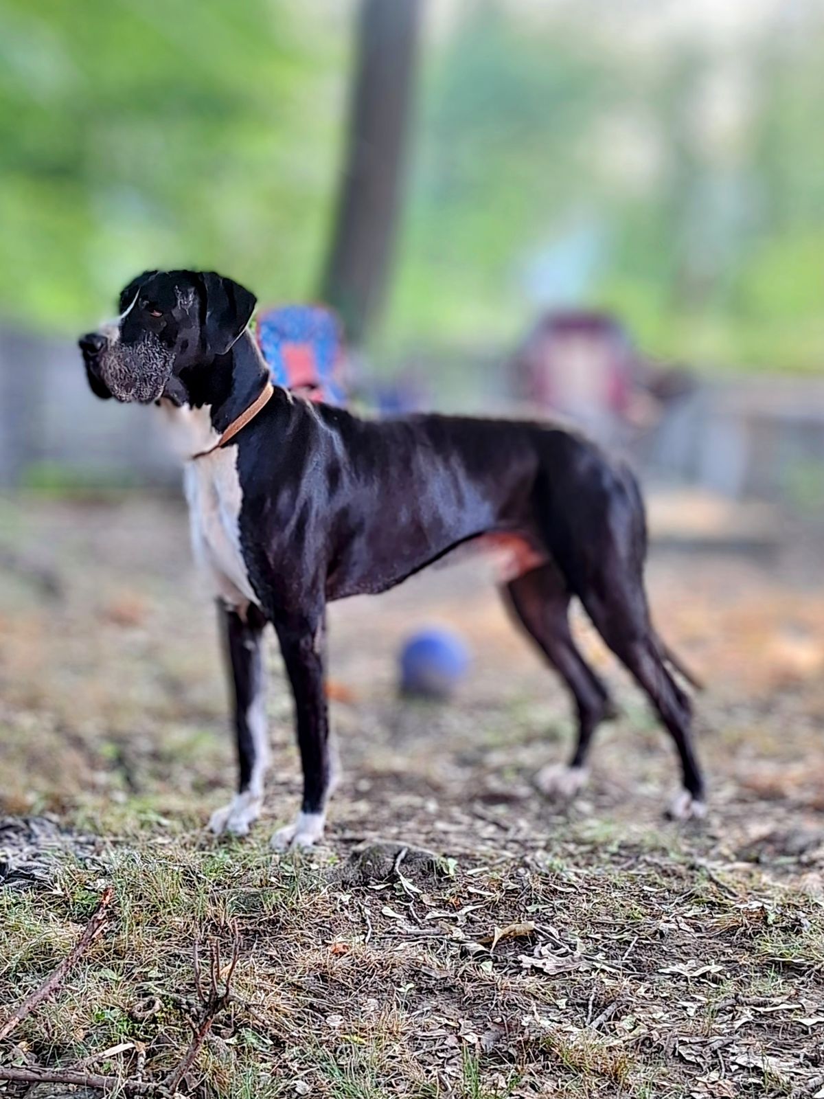 Oswald the Great Dane